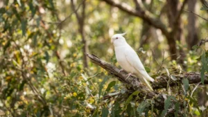 Whiteface Lutino - calopsita albina