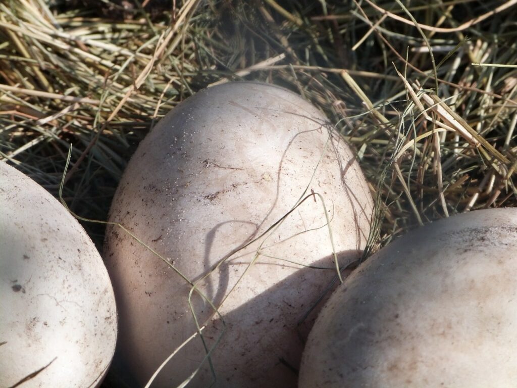 Quanto tempo a calopsita choca o ovo?