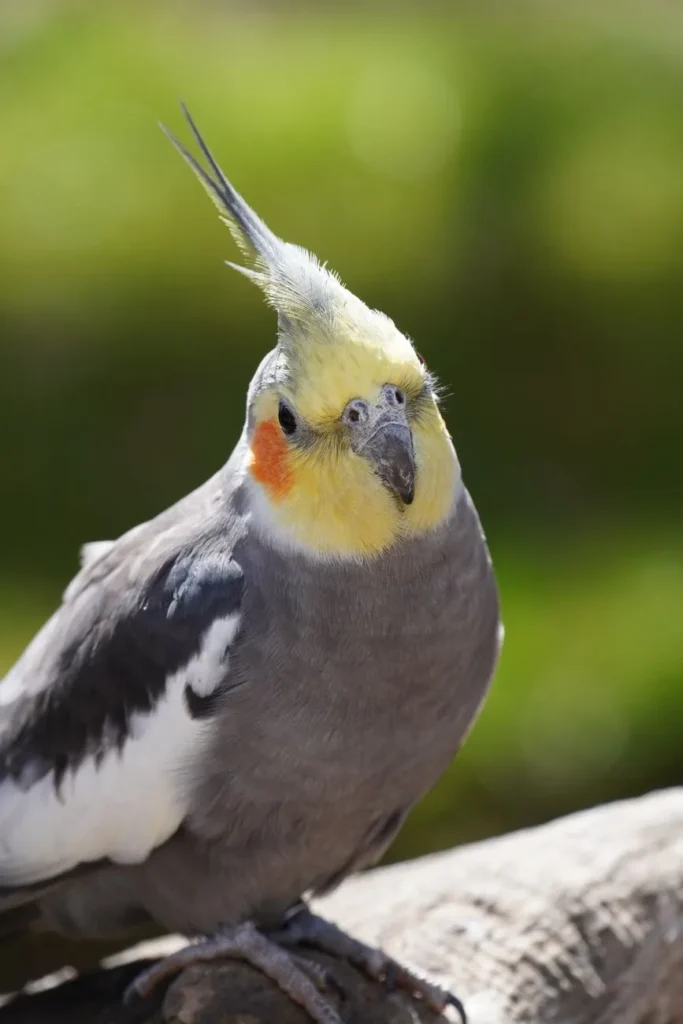 Calopsita pode comer goiaba? veja como oferecer