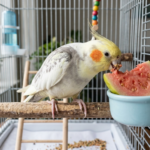 Calopsita pode comer goiaba? Veja como oferecer inline