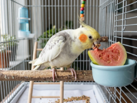 Calopsita pode comer goiaba? Veja como oferecer inline
