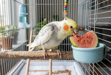 Calopsita pode comer goiaba? Veja como oferecer inline
