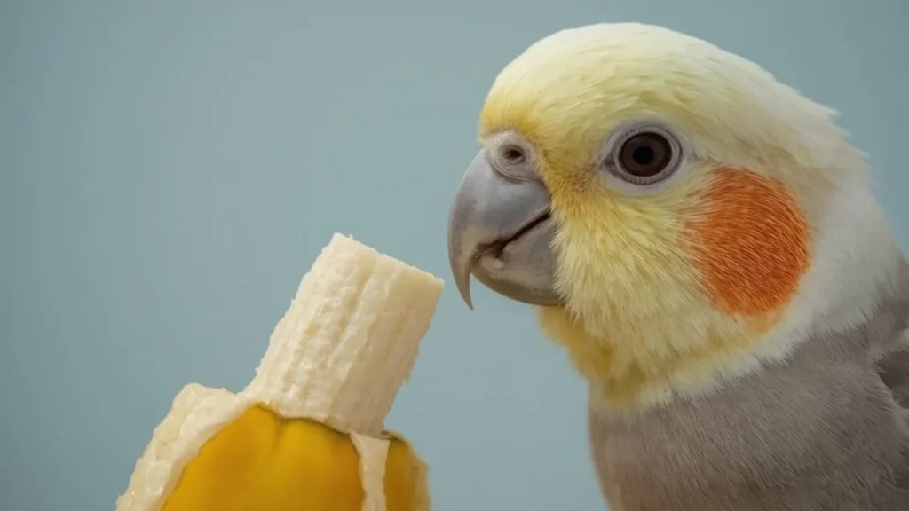 Calopsita Pode Comer Banana