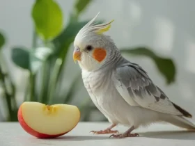 calopsita pode comer maçã