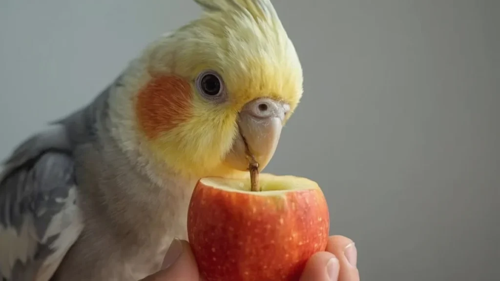 calopsita pode comer maçã